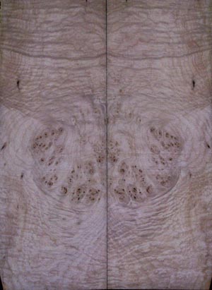 figured maple 16